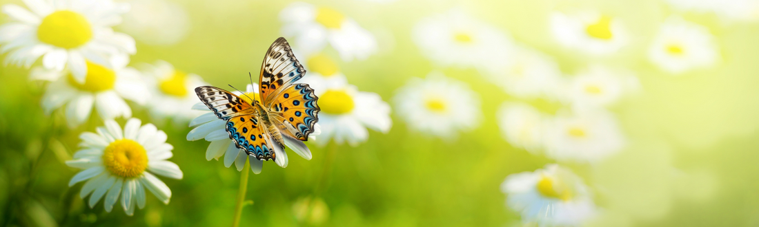 Spring into Action: My Spring Bucket List!